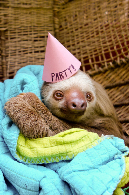 birthday-sloth.jpg